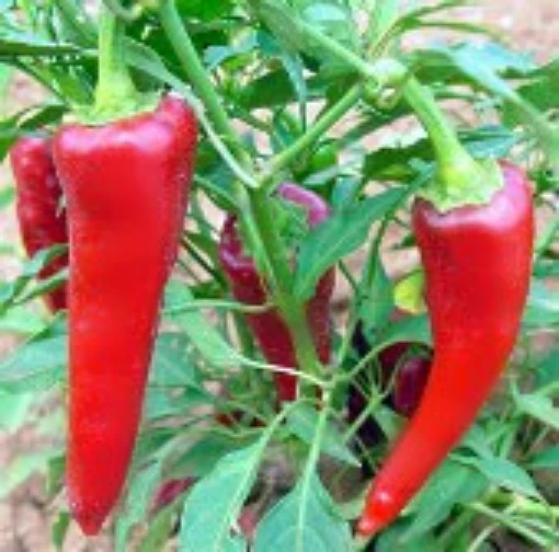 Chimayo Hot Peppers HP56-10